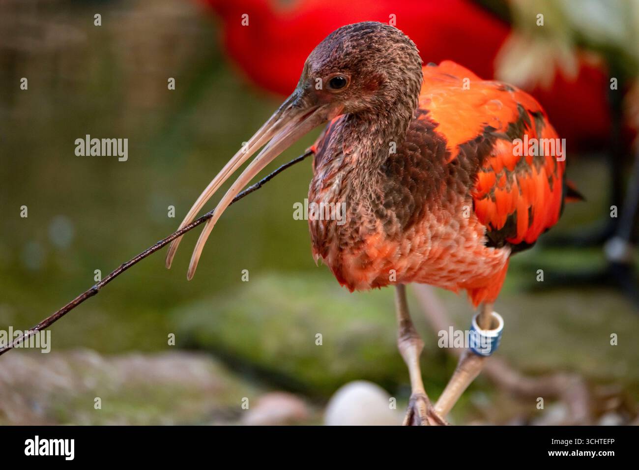 Scarlet ibis chick, Eudocimus ruber, 5 days Stock Photo - Alamy