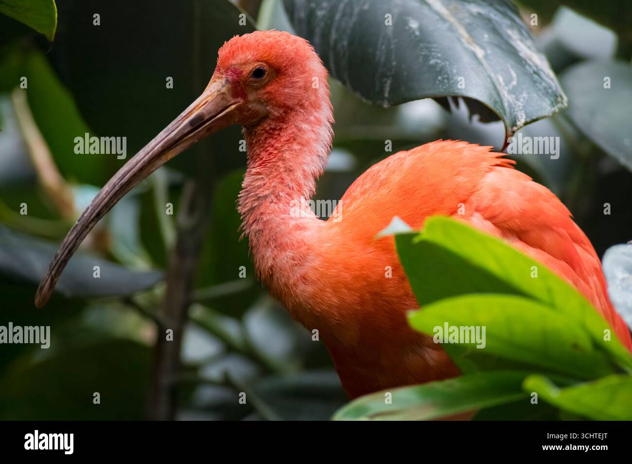 Scarlet ibis chick, Eudocimus ruber, 5 days Stock Photo - Alamy