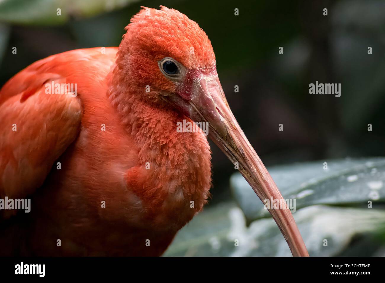 Scarlet ibis chick, Eudocimus ruber, 5 days Stock Photo - Alamy