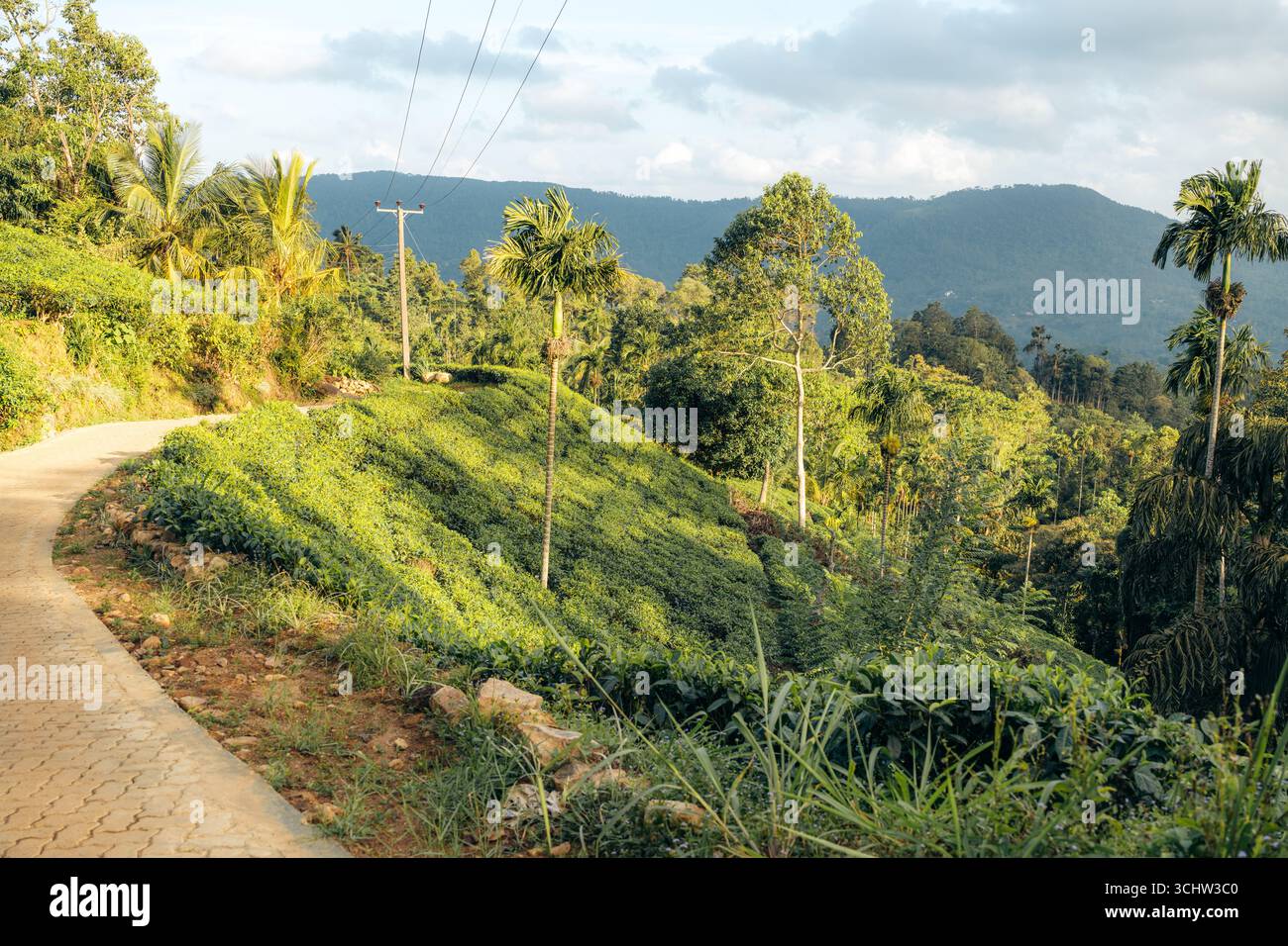 Sri Lanka tea plantation path winding through lush hills. Stock Photo