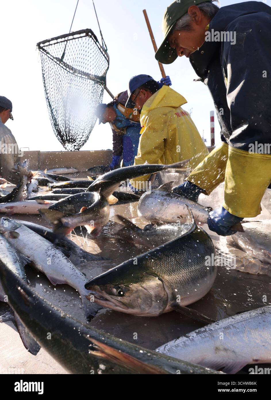 Akisake salmons are landed as the fixed-shore-net fishing season was ...