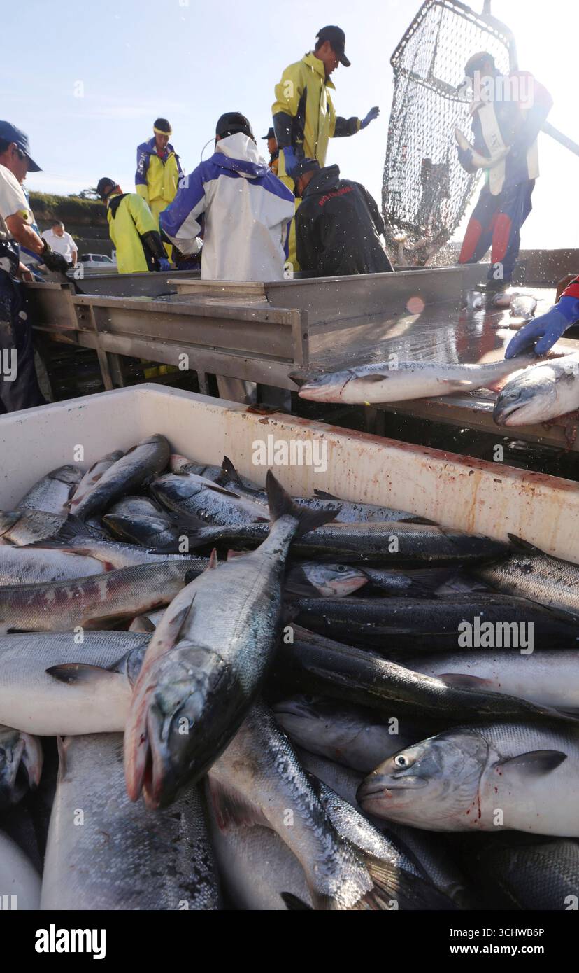 Akisake salmons are landed as the fixed-shore-net fishing season was ...