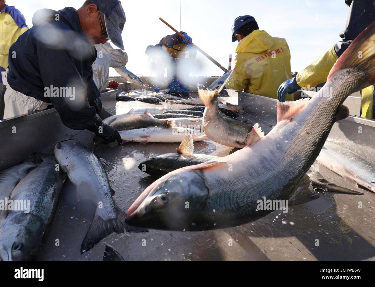 Akisake salmons are landed as the fixed-shore-net fishing season was ...
