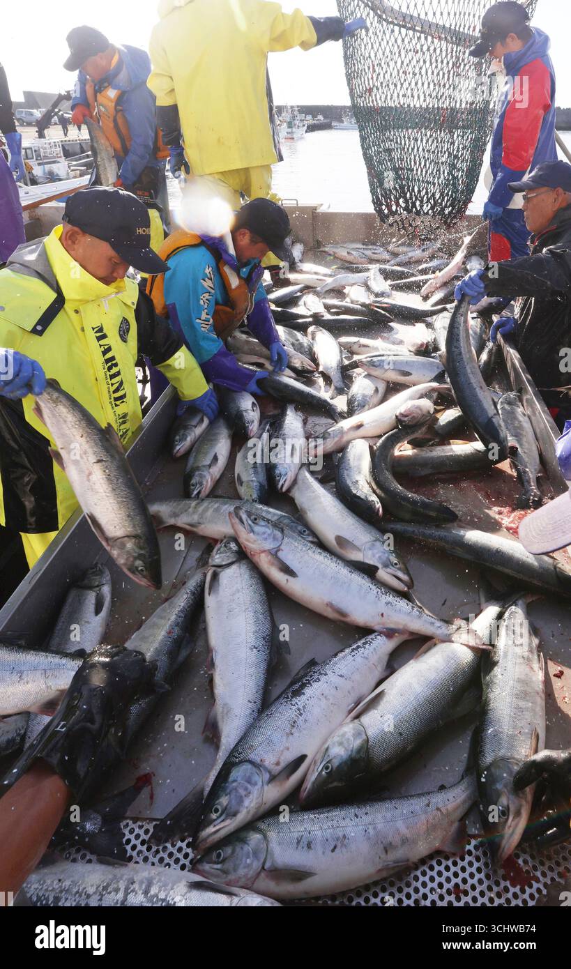 Akisake salmons are landed as the fixed-shore-net fishing season was ...