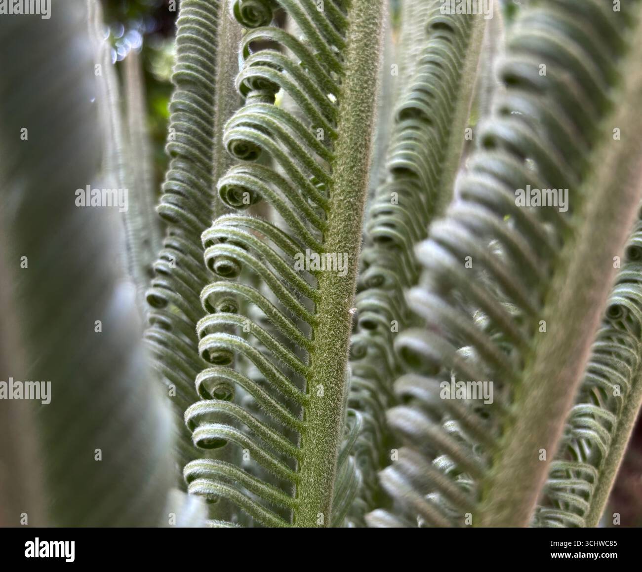 New uncurling fronds of a cycad (Macrozamia) Stock Photo