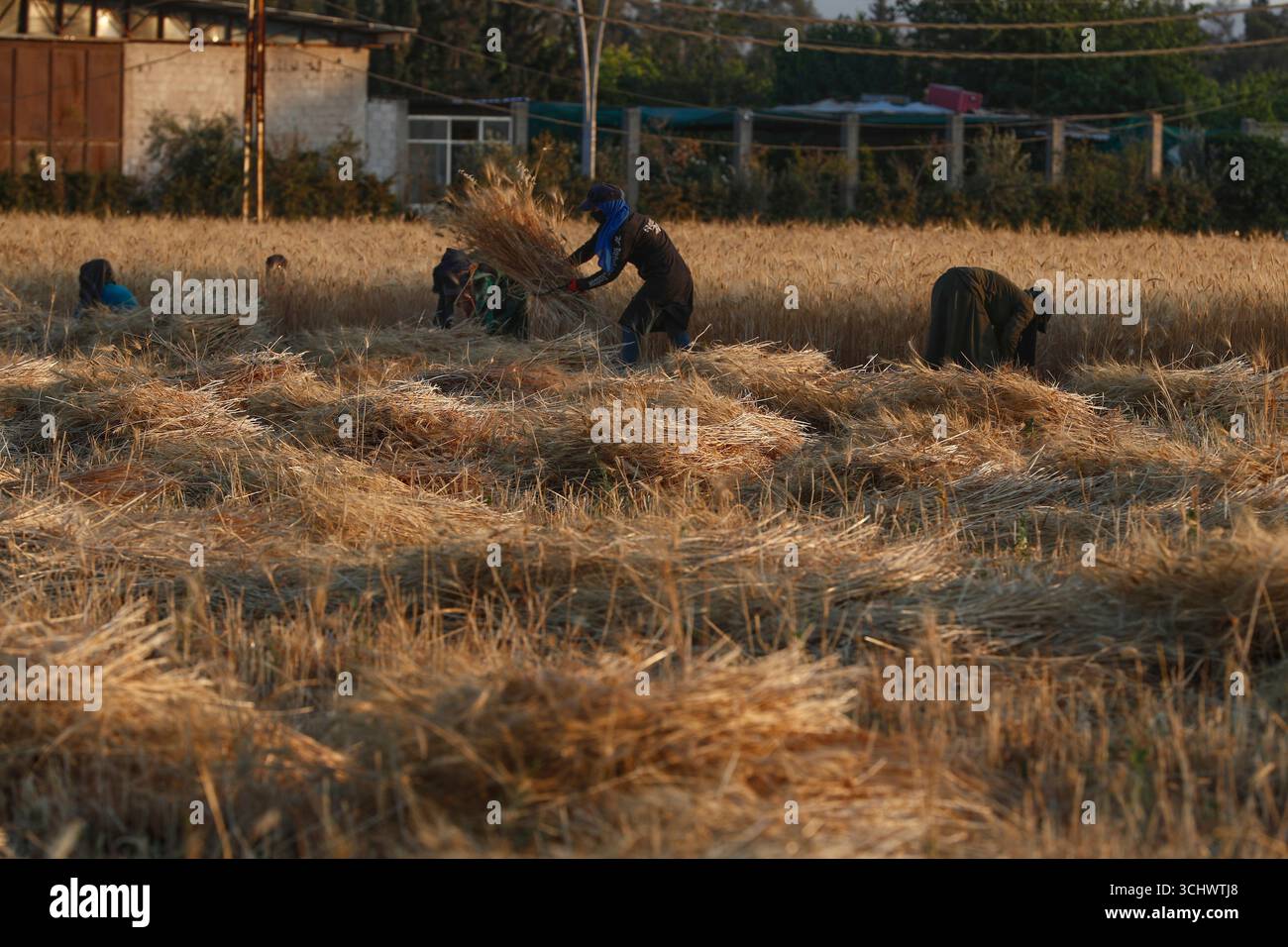 Syrian farmers harvest wheat in the outskirts of Damascus, Syria, July ...