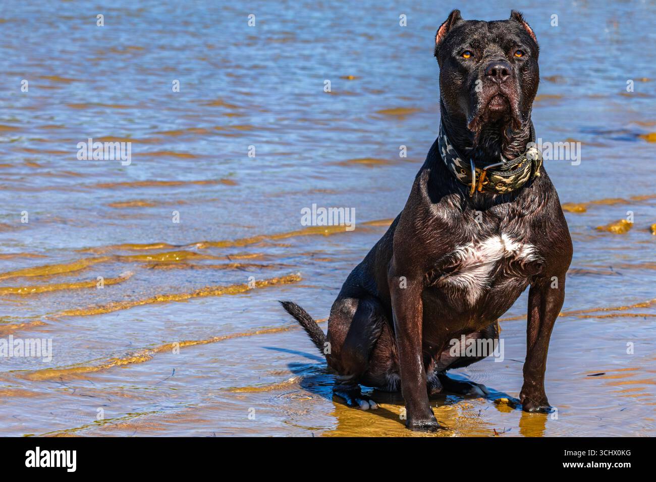 A black guard dog sits on the seashore, guarding a Cane Corso, a fierce dog with cropped ears. Stock Photo