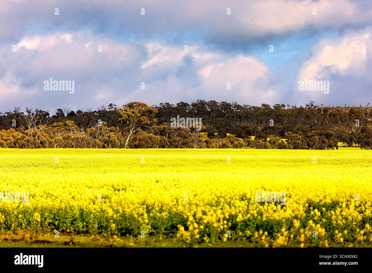 Australian rural landscape, Western Australia Stock Photo - Alamy