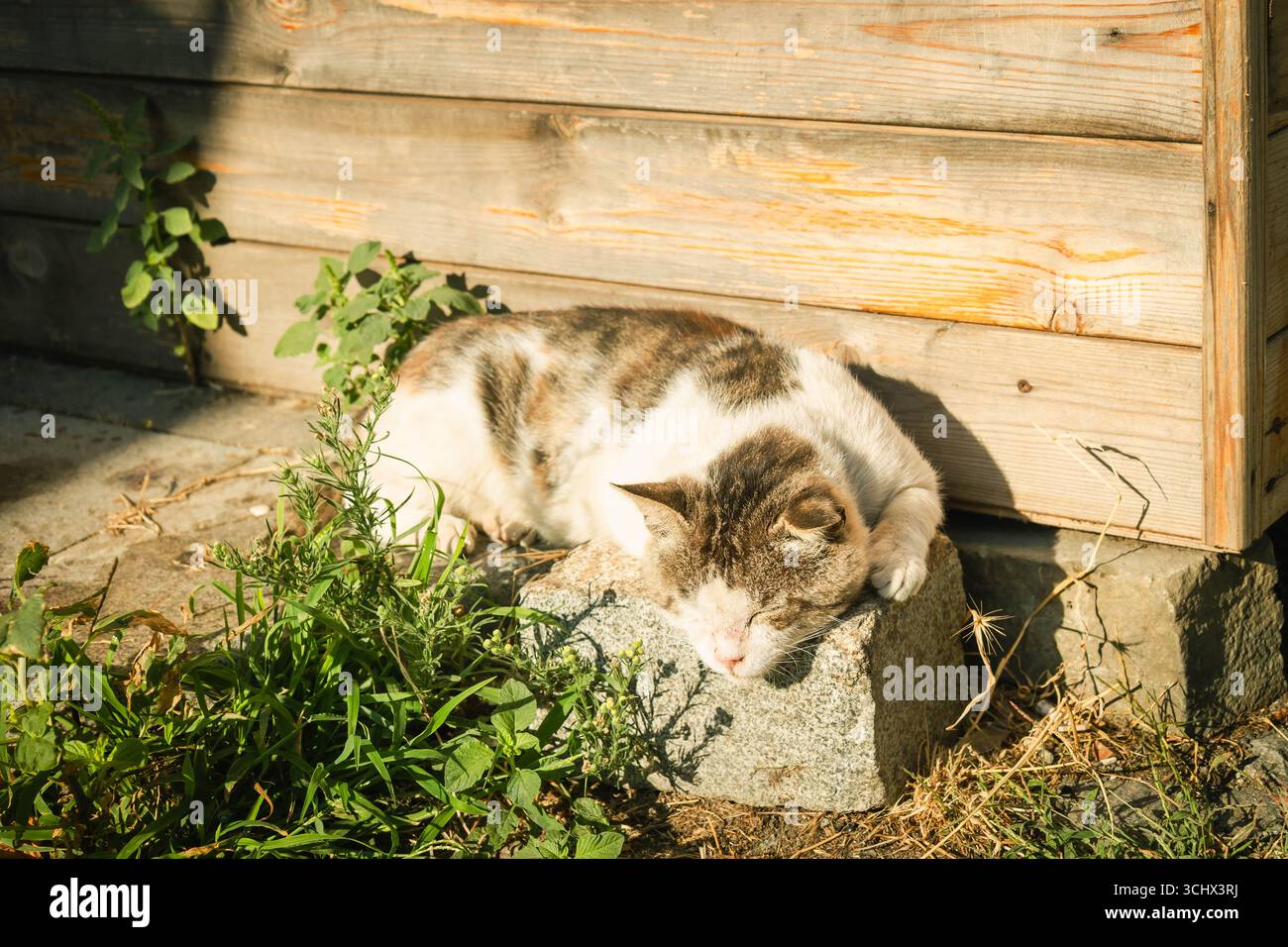 Stray cat peacefully sleeping on a stone block in Mtskheta, Georgia, enjoying the warmth of the sun next to a wooden wall Stock Photo