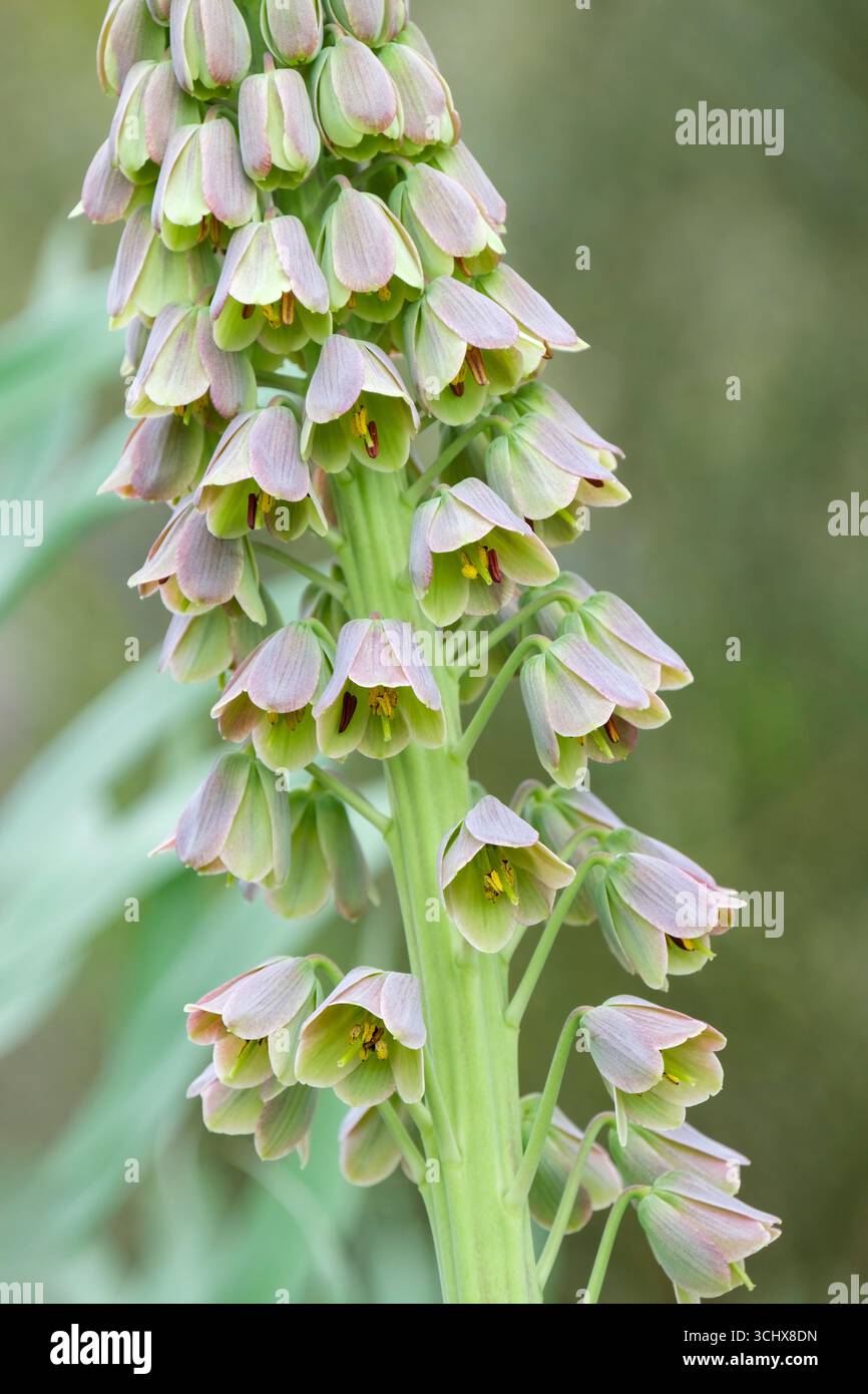 Fritillaria persica Bicolor, Bicolor Persian Fritillary, hues of green, lavender and pink flowers Stock Photo