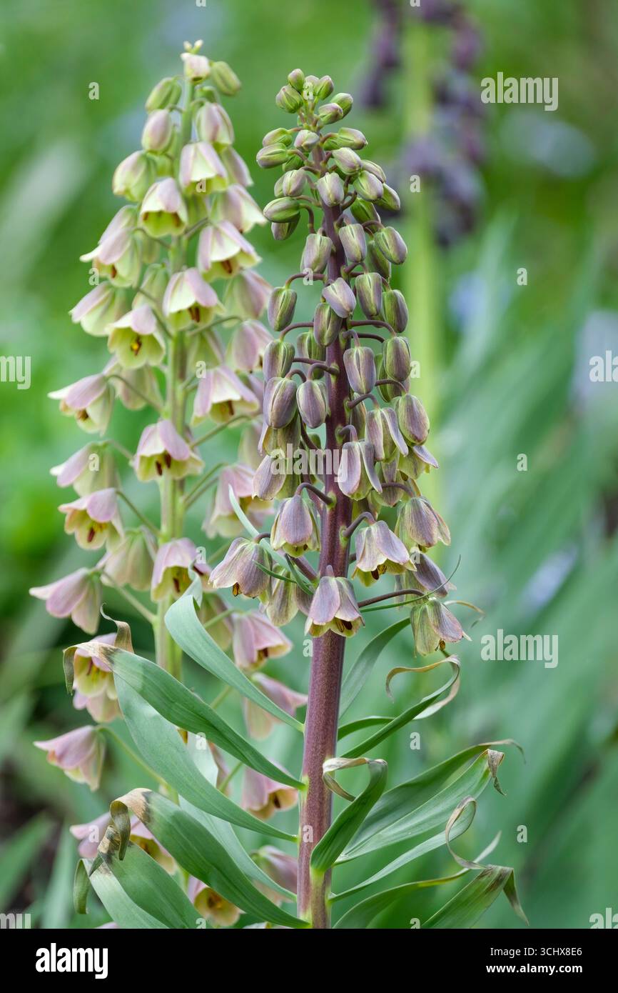 Fritillaria persica Bicolor, Bicolor Persian Fritillary, hues of green, lavender and pink flowers Stock Photo
