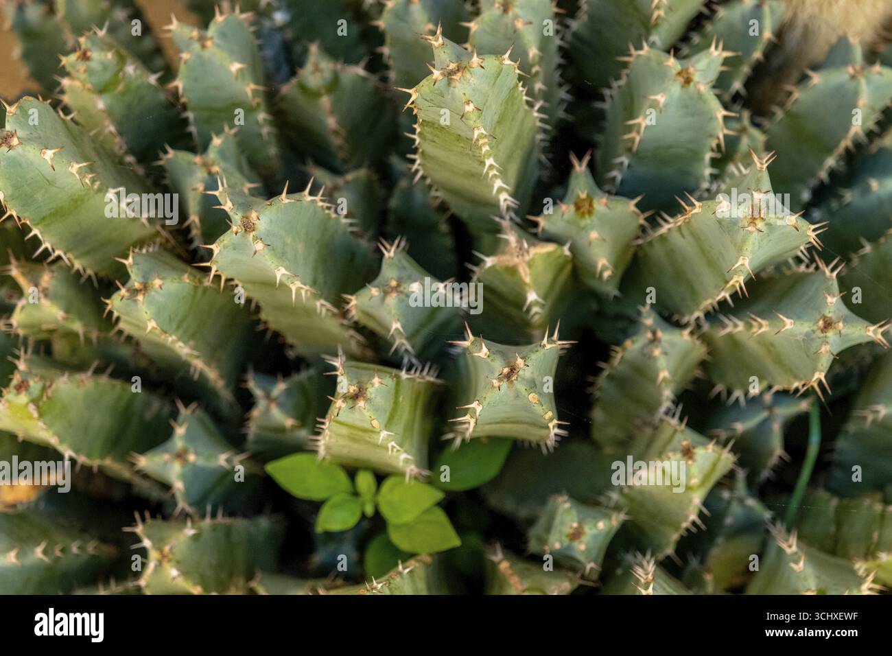Vegetation dry land regional hi res stock photography and images Alamy