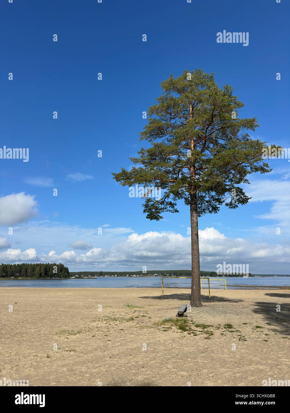 Lone tree on a sandy beach under a bright blue sky - Smartphone Captured Stock Image