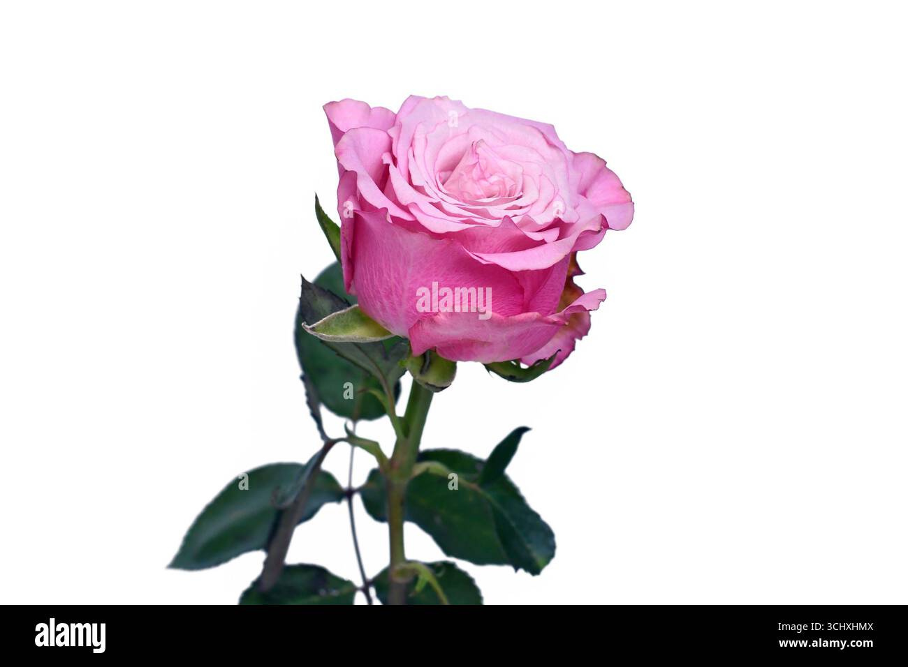 Single pink rose flower on white background Stock Photo