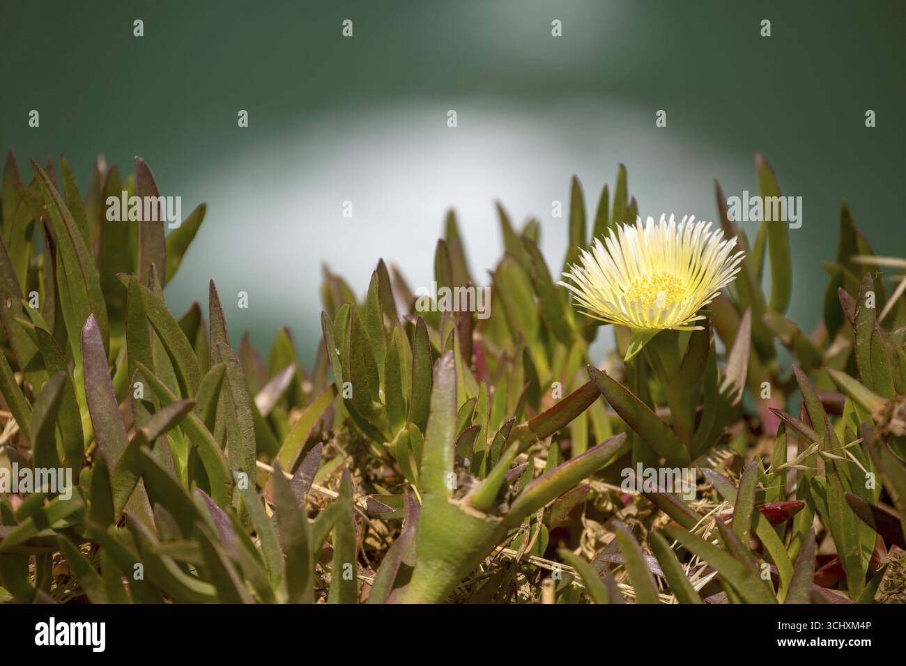 Stallion Fig Edible noonday flower, also known as yellow noonday flower, horse fig ...