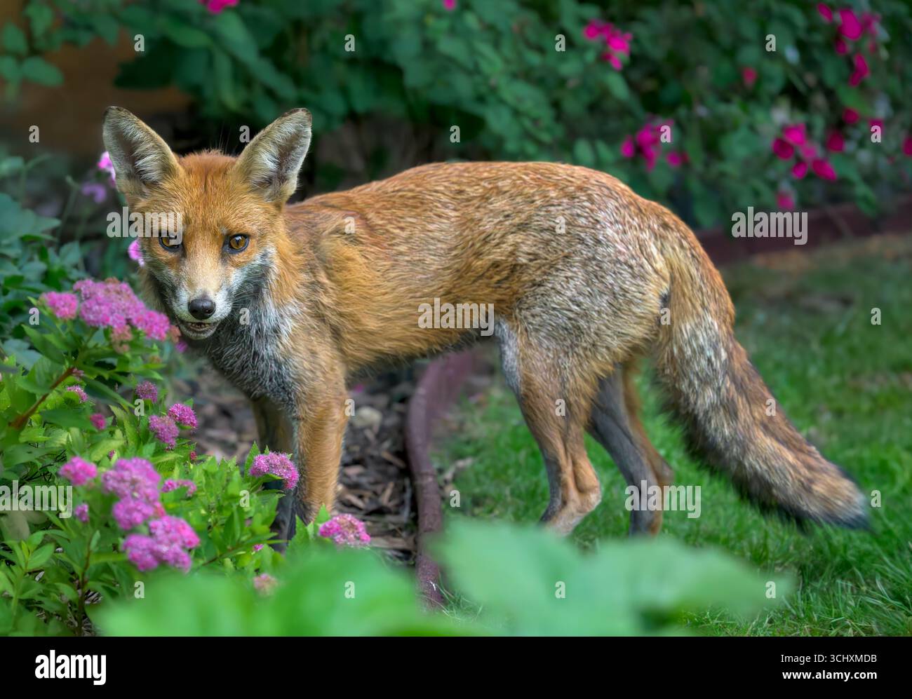 Fox in flowers hi-res stock photography and images - Alamy