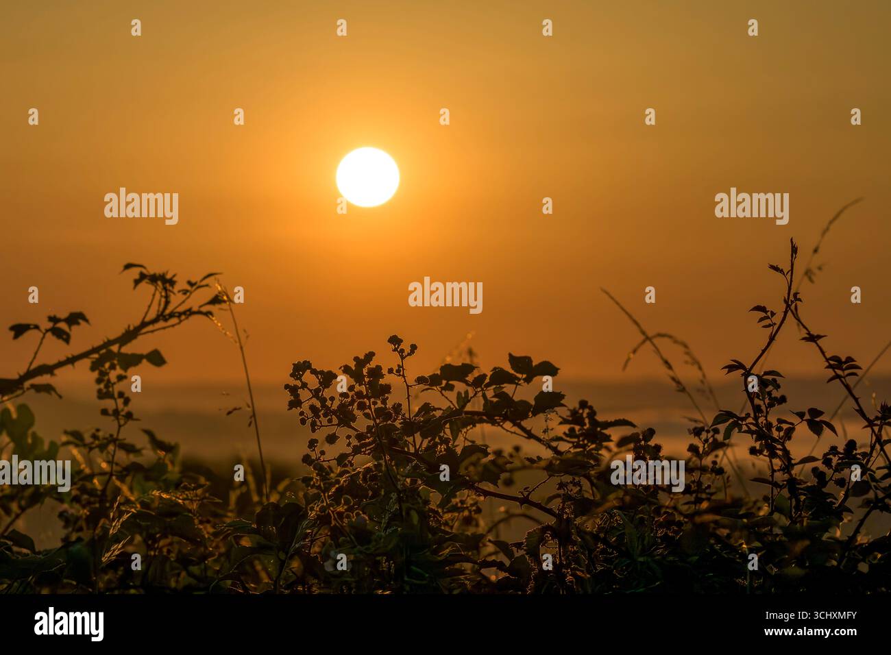 Sun rising near Blagdon in Somerset, UK behind sunlit bramble bush Stock Photo