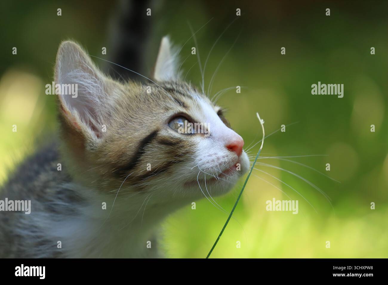 Cute kitten playing at courtyard Stock Photo