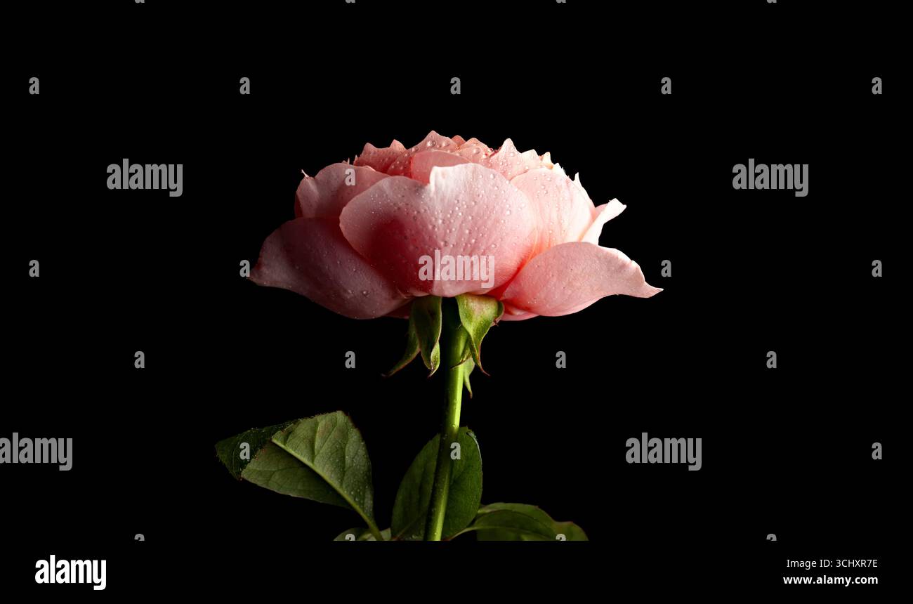 Delicate Pink Rosebud Isolated on Black Background Stock Photo