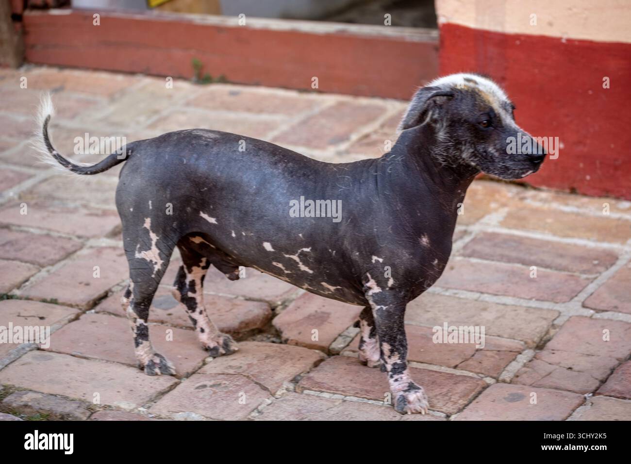 Ugly dog without fur, Trinidad, Cuba, Sancti Spiritus, Sancti 