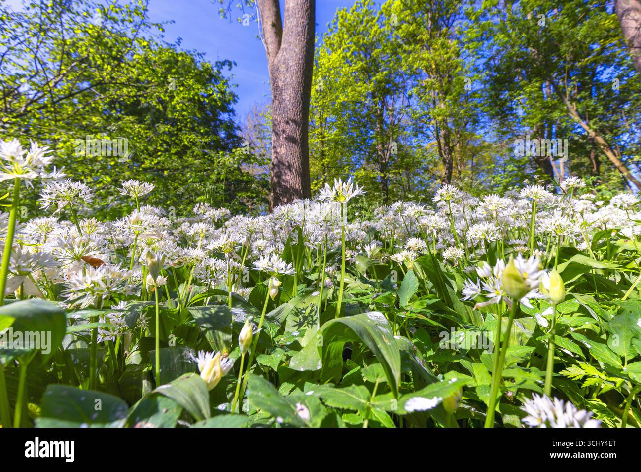 ramson, buckrams, wild garlic, broad-leaved garlic, wood garlic, bear leek, bear's garlic  (Allium ursinum), blooming population in Jongemastate Park, Stock Photo