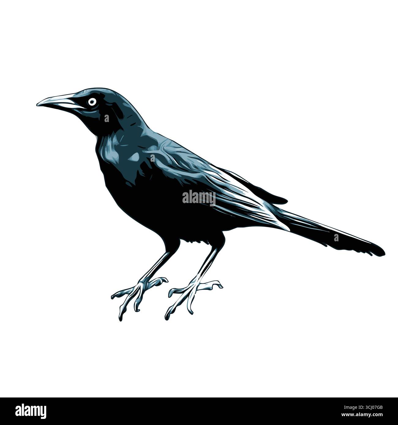Vector graphic of Grackle icon.Common Grackle on white background ...