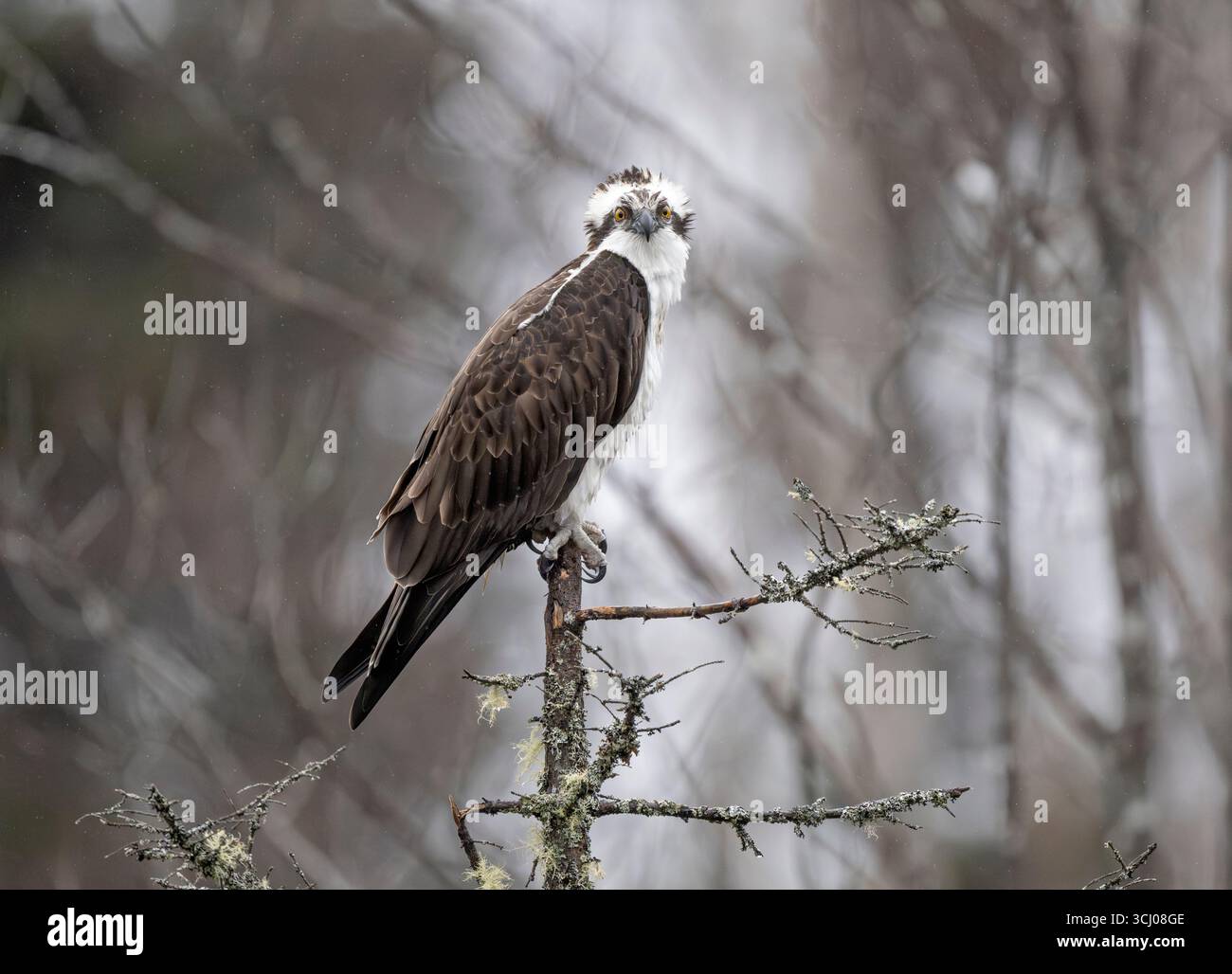 The Funniest 'Windy Day' Photos Ever, image size:1300x1028