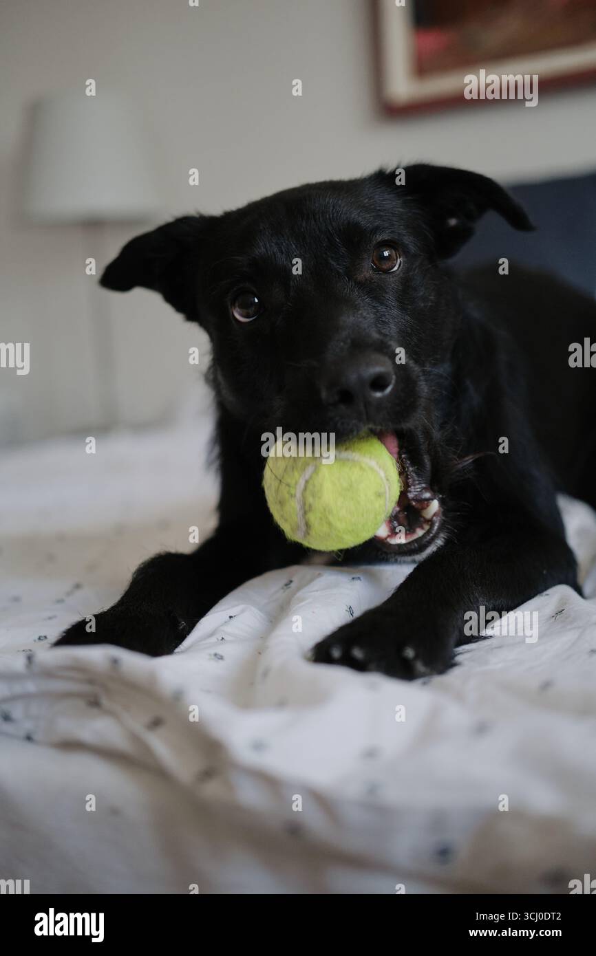 Black dog holding tennis ball in mouth, lying on bed. Happy dog wants ...