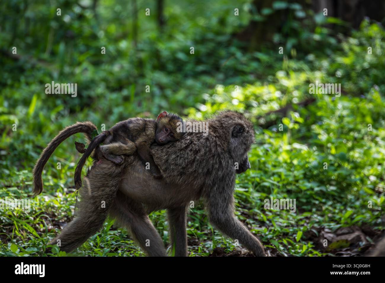 female olive baboon in Africa carrying a young baboon on it's back ...
