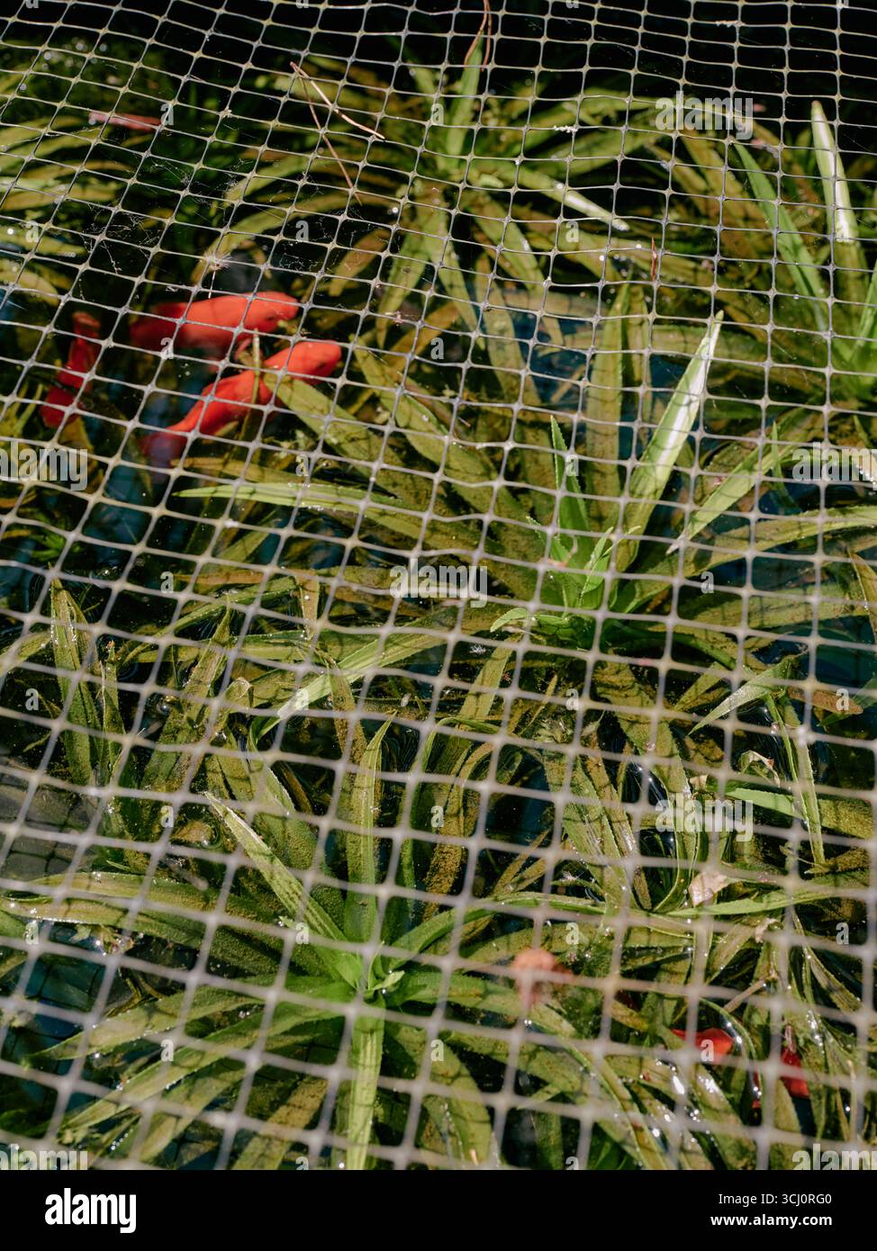 Pond netting hi-res stock photography and images - Alamy