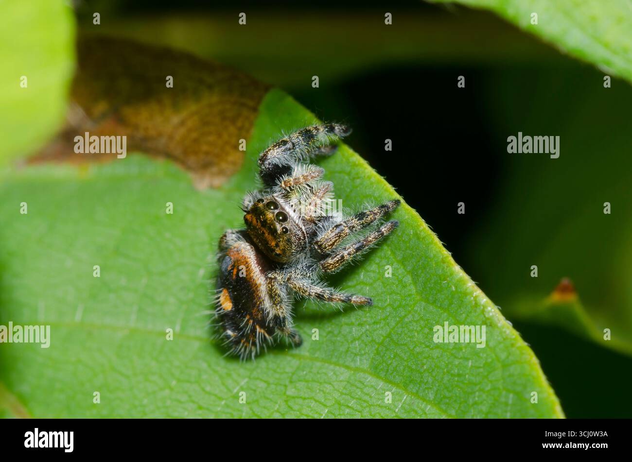 Bold Jumping Spider, Phidippus audax Stock Photo