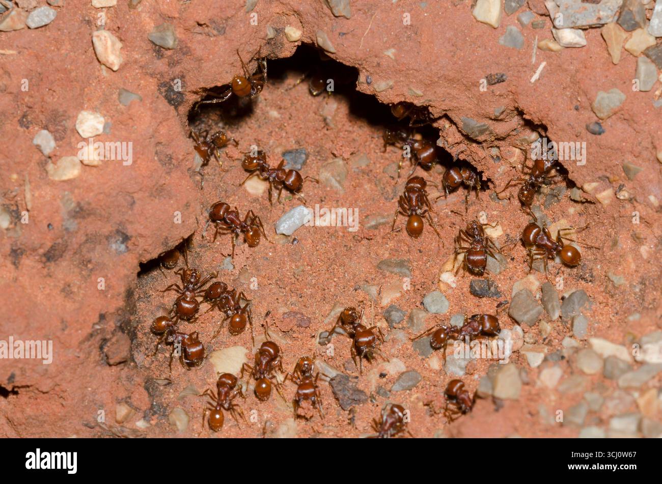 Red Harvester Ants, Pogonomyrmex barbatus, at nest entrance Stock Photo