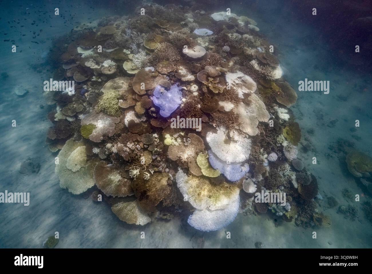 Overhead/underwater image showing pale/white coral colonies indicative of bleaching after heat stress in Mayotte’s lagoon. Climate change impact docum Stock Photo