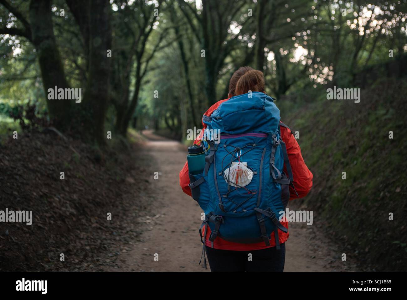Back view of lonely female backpacker walking along path through forest ...
