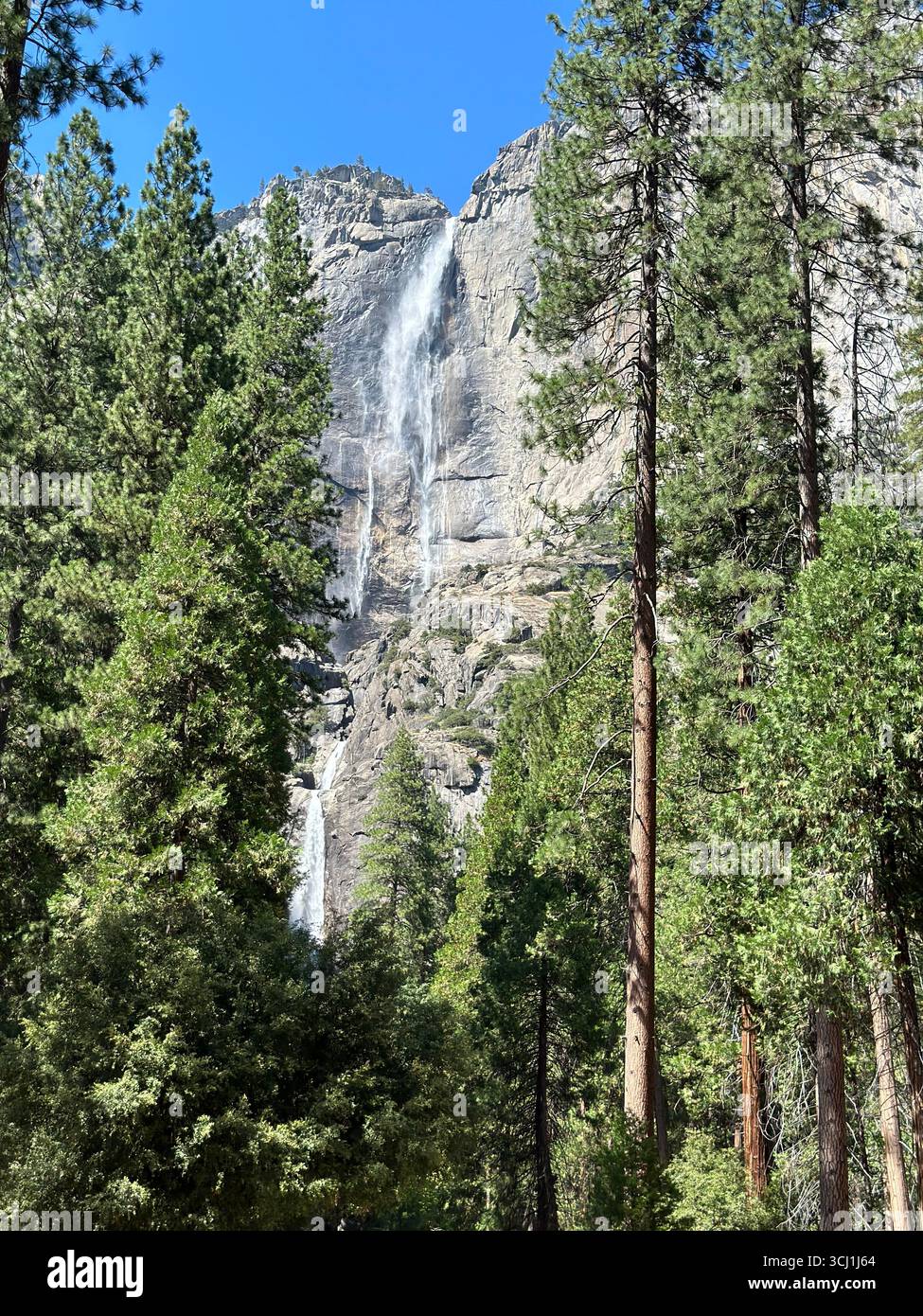 Upper Yosemite Falls cascading down the granite cliffs with trees in the foreground, Yosemite National Park, California, USA. - Smartphone Captured Stock Image