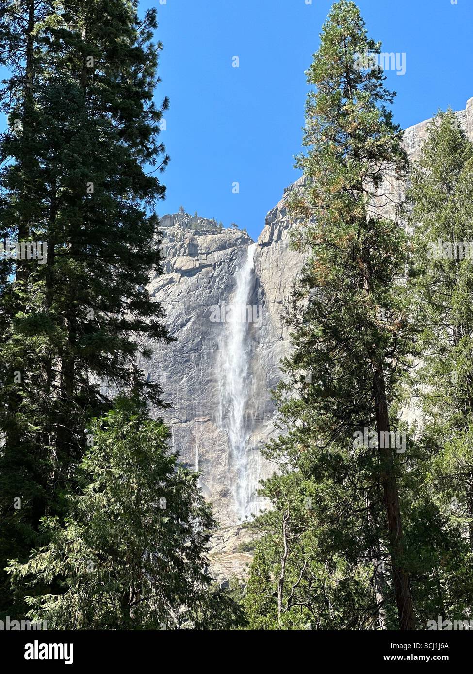 Upper Yosemite Falls cascading down the granite cliffs with trees in the foreground, Yosemite National Park, California, USA. - Smartphone Captured Stock Image