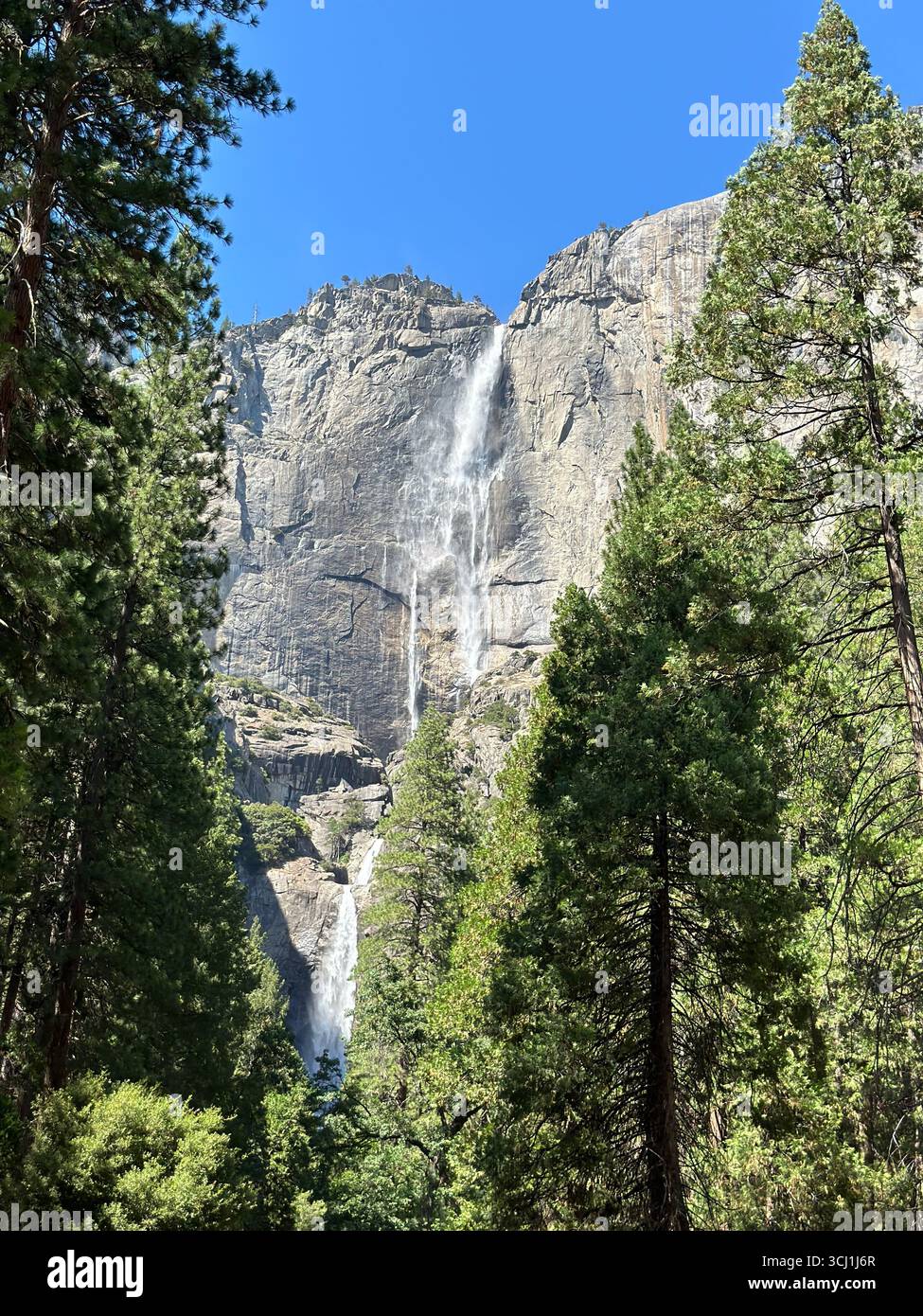 Upper Yosemite Falls cascading down the granite cliffs with trees in the foreground, Yosemite National Park, California, USA. - Smartphone Captured Stock Image