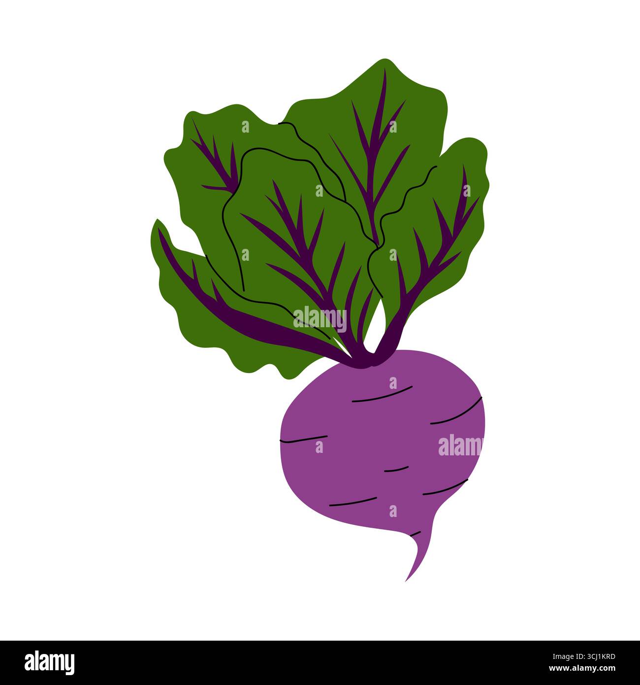 Leafy green beet plants Stock Vector Images - Alamy