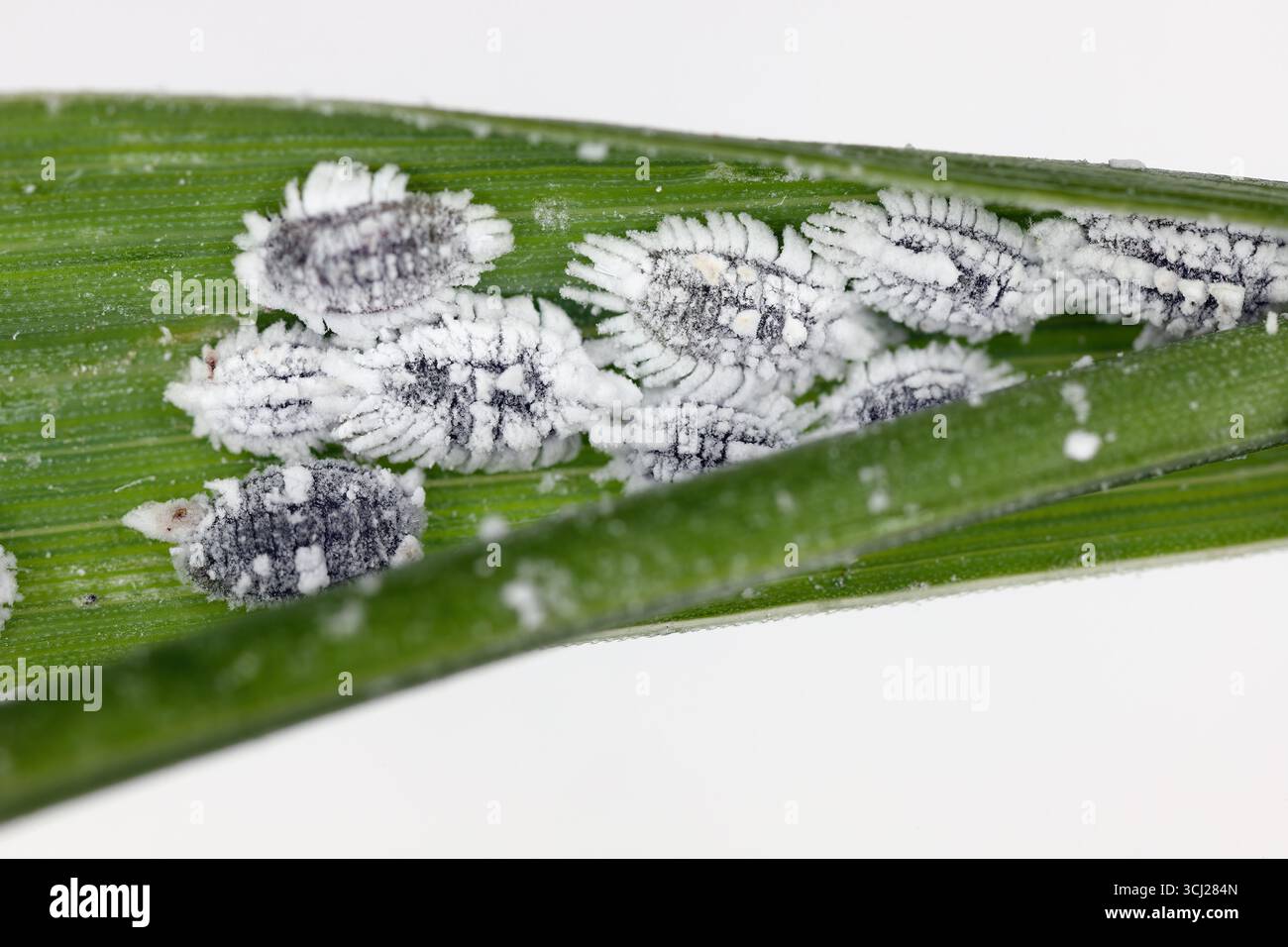 Scale insects of genus Puto, Putoidae on the grass. Commonly known as ...