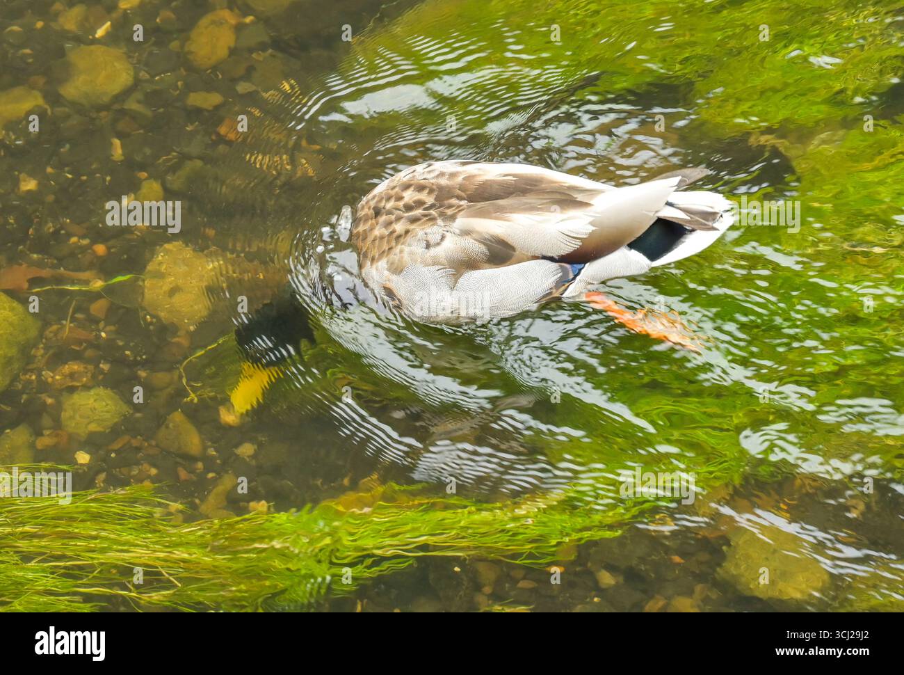 Stockente taucht nach Nahrung, Fluss Kamnitz bei Hrensko, Tschechische Republik Stock Photo