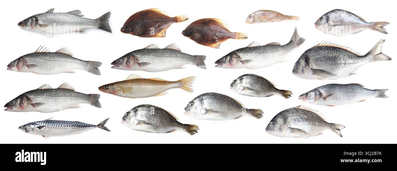Different types of raw fish isolated on white, collage Stock Photo - Alamy