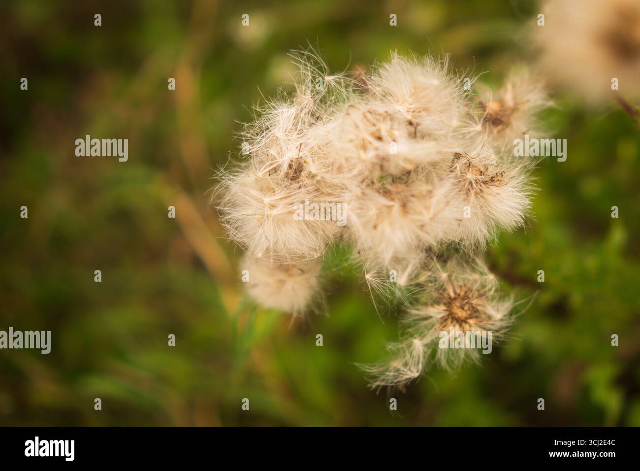 Fluffy dandelion seed head close-up in meadow Stock Photo