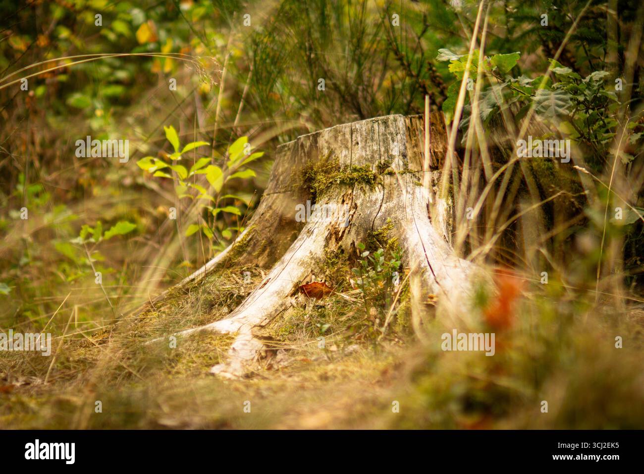 Old mossy tree stump in natural forest setting Stock Photo