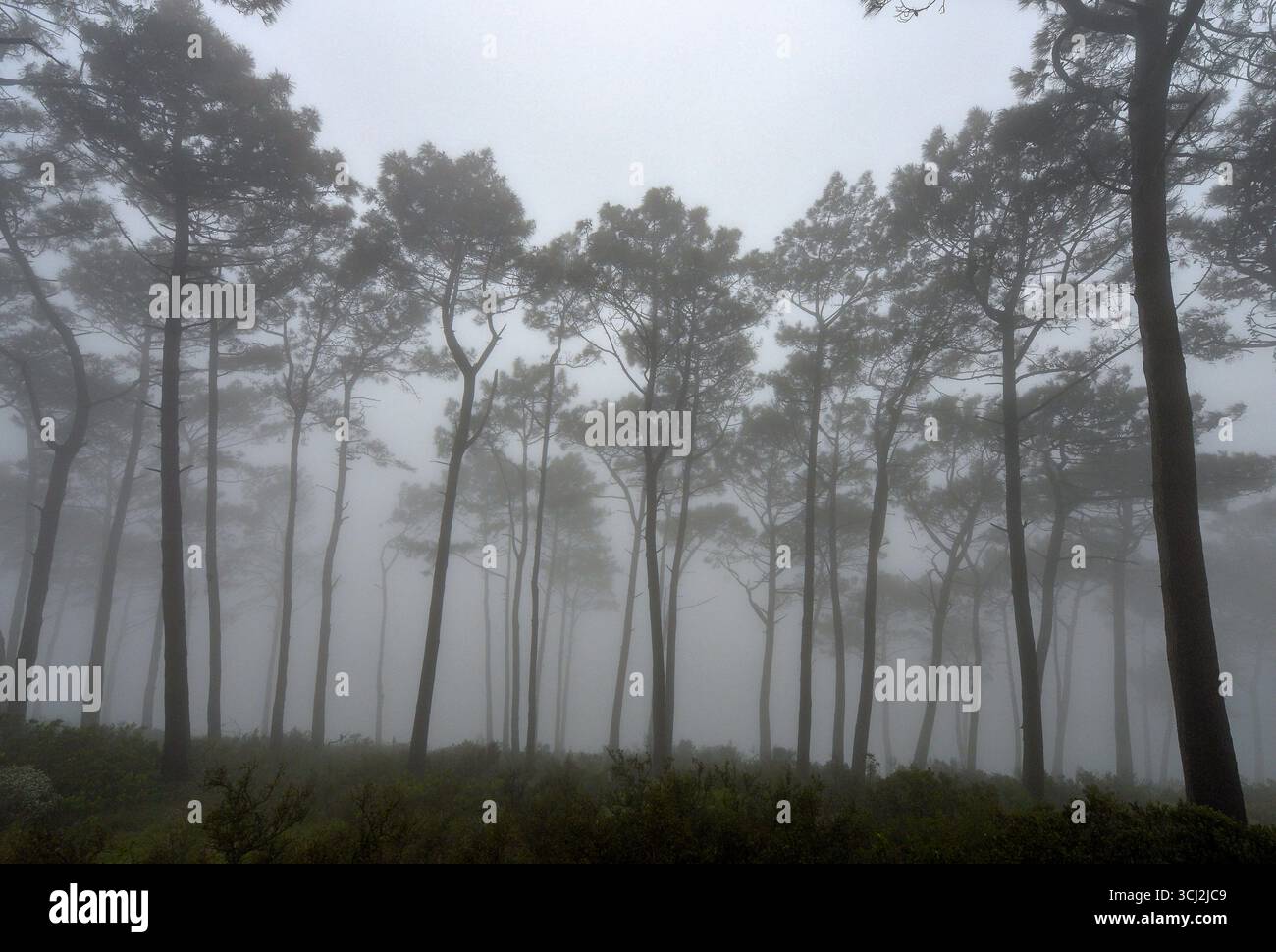 A dense fog envelops a forest of tall trees, creating a mysterious and ...