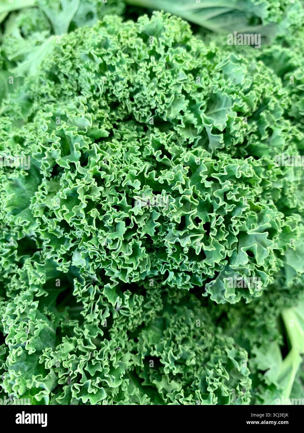 Green Curly Kale - Smartphone Captured Stock Image