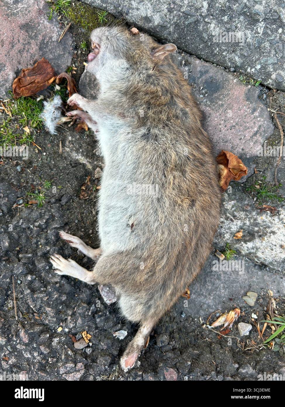 Dead Rat - Smartphone Captured Stock Image
