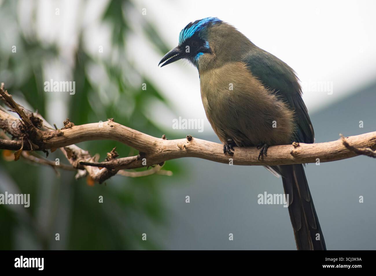 The Andean Motmot or Highland Motmot (Momotus aequatorialis). Stock Photo