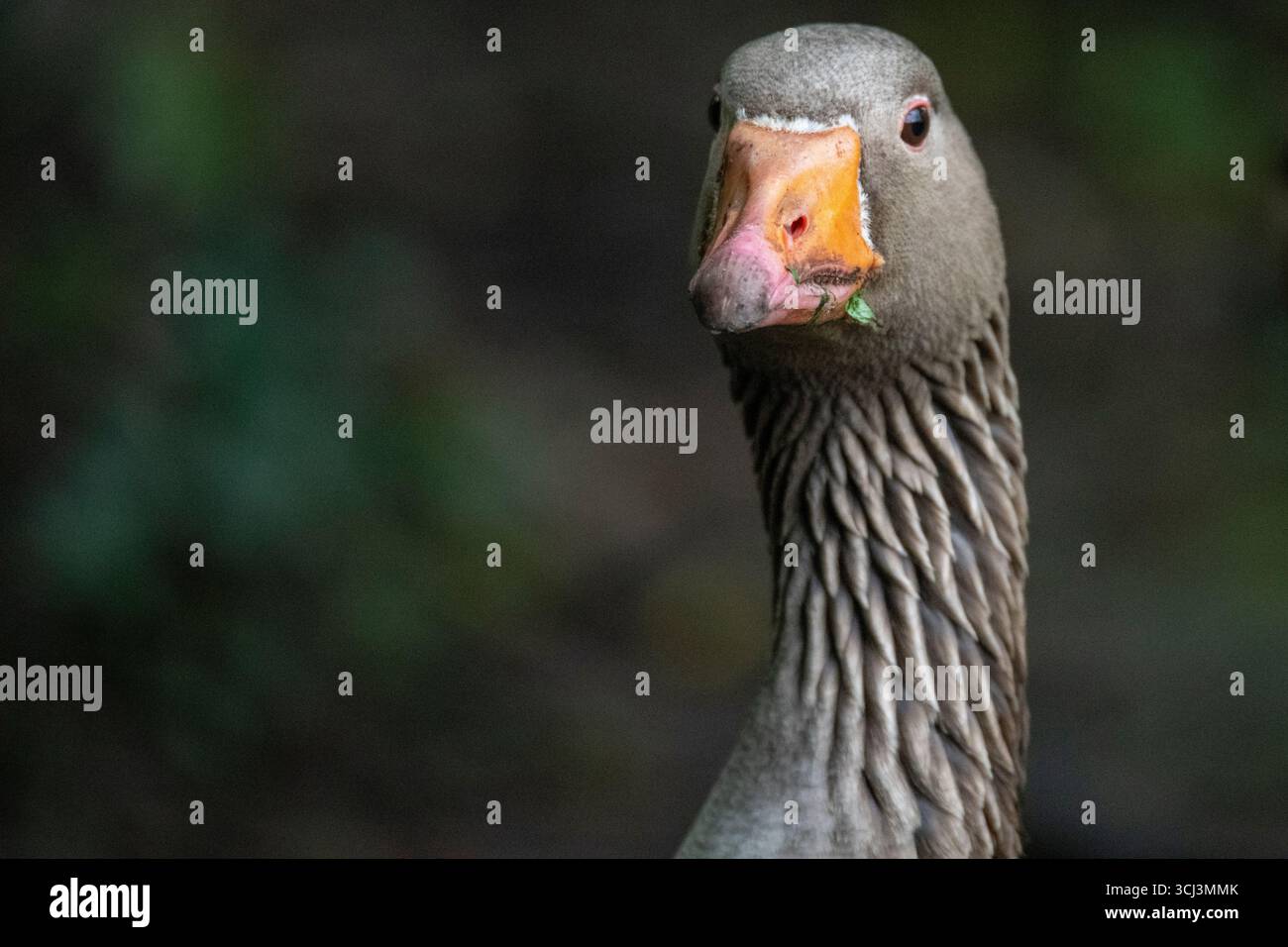 The Greylag Goose (Anser anser) is a species of large goose in the waterfowl family Anatidae and the type species of the genus Anser. Stock Photo