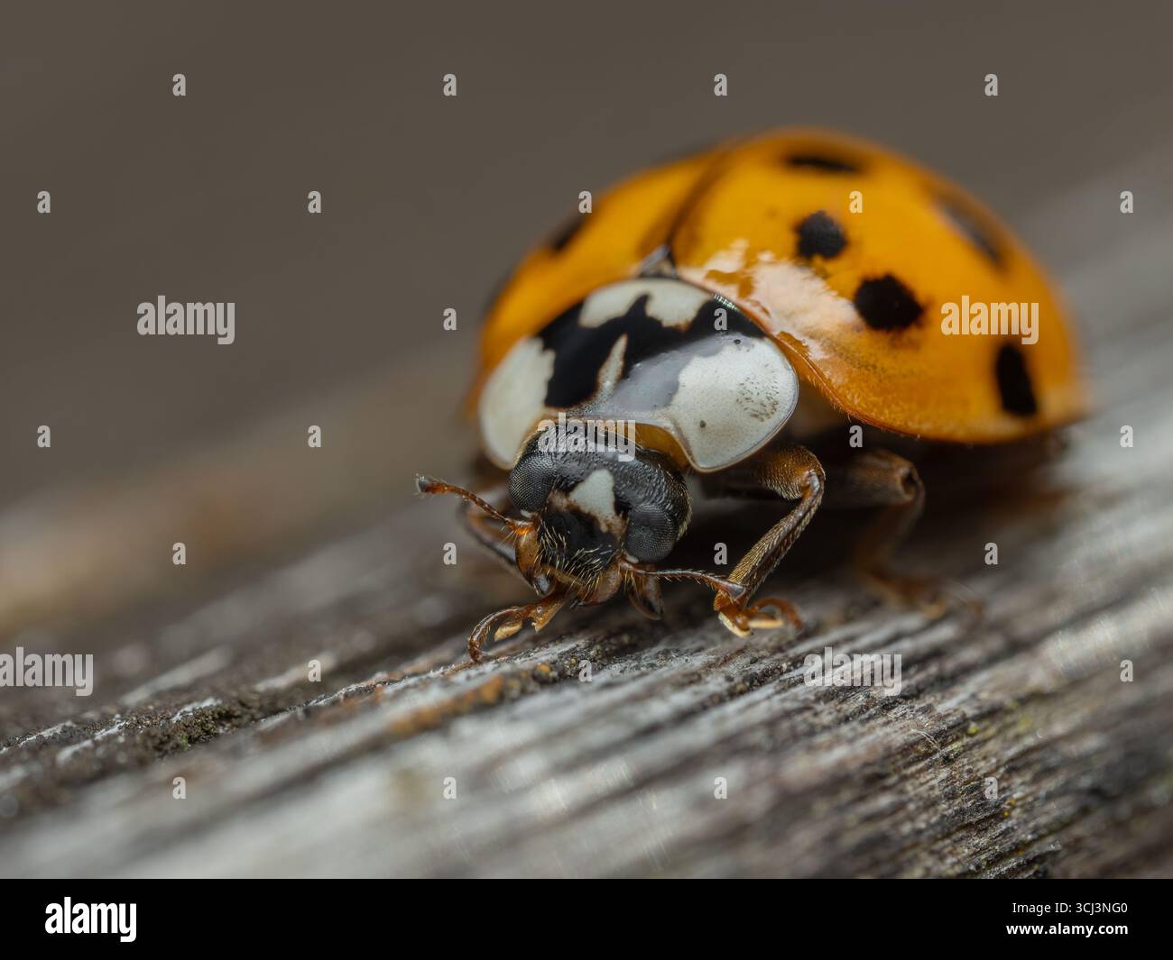 Asian lady beetle (Harmonia axyridis) cleaning its leg while resting on old weathered wood Stock Photo