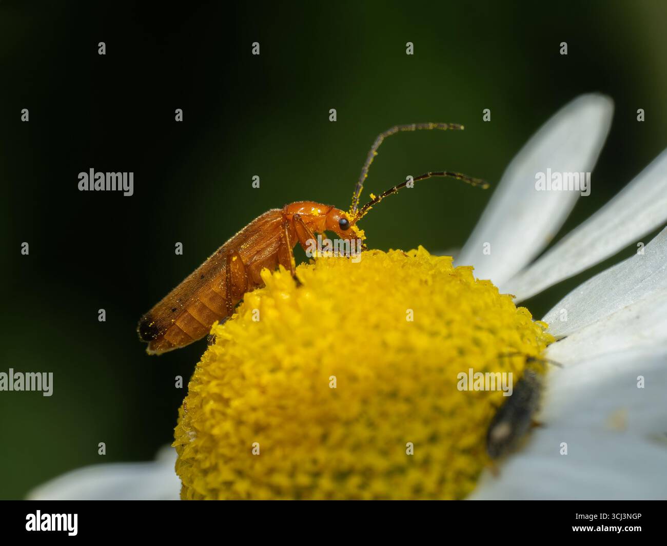 side view of a pretty invasive European common red soldier beetle ...